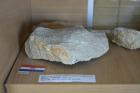 Foraminiferski Vapnenac Iz Paleogena (Star Oko 66 000 000 Godina) S Fosilima Foraminifera Iz Okolice Nina